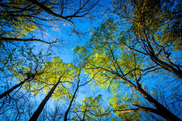 Olhando Para Árvores Dia Claro Carolina Norte Com Céu Azul — Fotografia de Stock