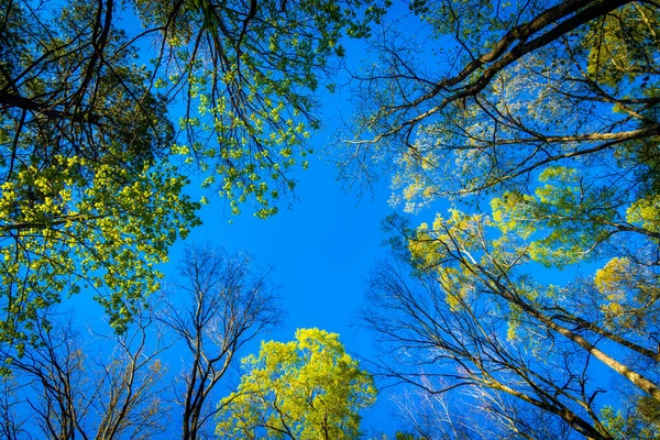 Mirando Los Árboles Día Despejado Carolina Del Norte Con Cielo — Foto de Stock