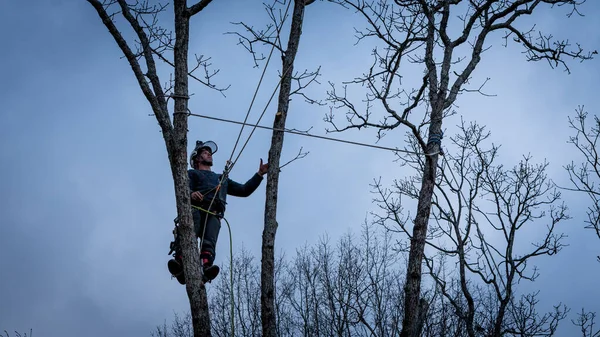 Travailleur Avec Tronçonneuse Casque Suspendu Corde Couper Arbre — Photo