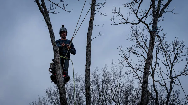 Travailleur Avec Tronçonneuse Casque Suspendu Corde Couper Arbre — Photo