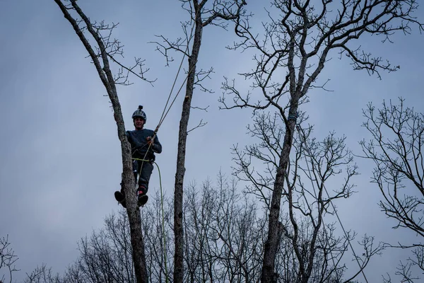 Працівник Бензопилою Шоломом Звисає Мотузки Вирубує Дерево — стокове фото