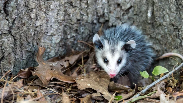 Bébé Opossum Avec Nez Rose Debout Dans Les Feuilles Devant — Photo