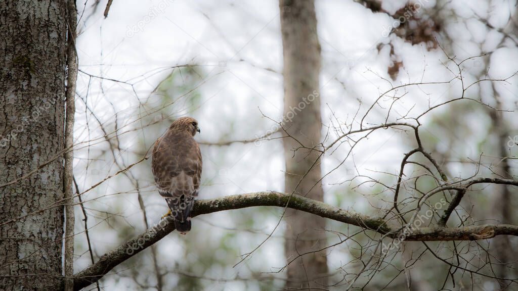 Red shouldered hawk perched on branch  of tree in Orange County North Carolina