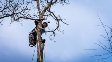 Elektrikli testere ve miğferi olan işçi ipe asılıp ağacı kesiyor.