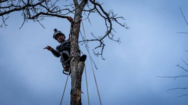 Elektrikli testere ve miğferi olan işçi ipe asılıp ağacı kesiyor.