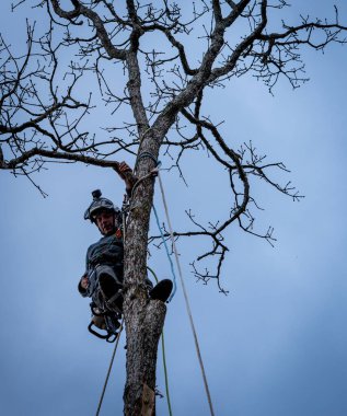 Elektrikli testere ve miğferi olan işçi ipe asılıp ağacı kesiyor.