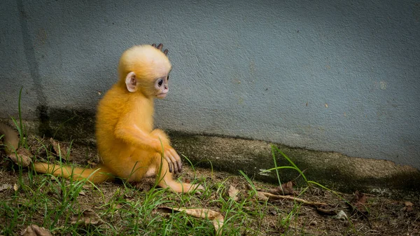 Naranja Bebé Duskey Monkey Sentado Suelo Frente Pared Lommuak Tailandia — Foto de Stock