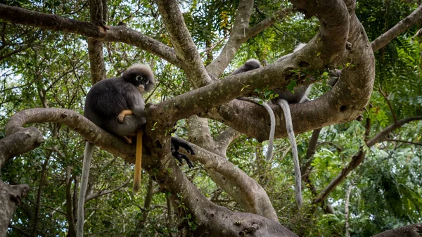 Dusky Monkey Zittend Een Boom Met Staarten Hangend Khoa Lommuak — Stockfoto