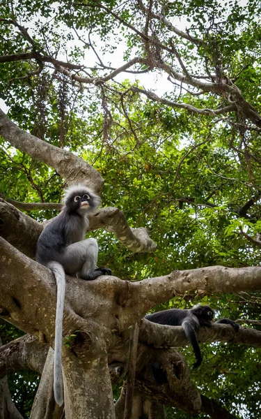 Dusky Monkey Zittend Een Boom Met Staarten Hangend Khoa Lommuak — Stockfoto