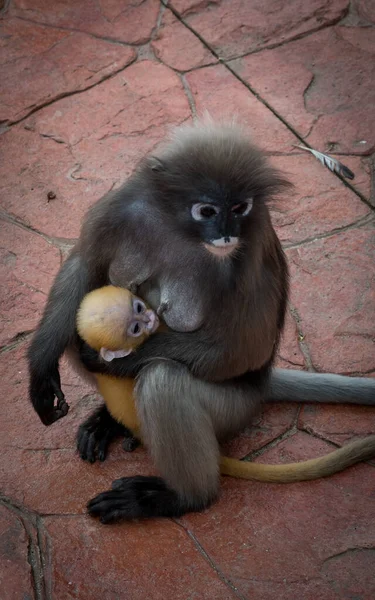 Mutter Mit Orangefarbenem Affen Baby Auf Rot Gepflastertem Bürgersteig Khao — Stockfoto