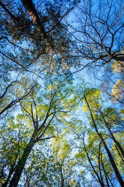 Mirando Los Árboles Día Despejado Carolina Del Norte Con Cielo — Foto de Stock