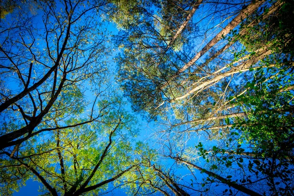 Tittar Upp Träd Klar Dag North Carolina Med Blå Himmel — Stockfoto