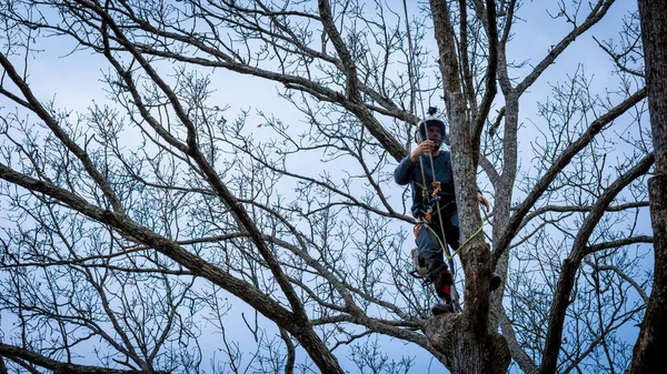 Travailleur Avec Tronçonneuse Casque Suspendu Corde Couper Arbre — Photo