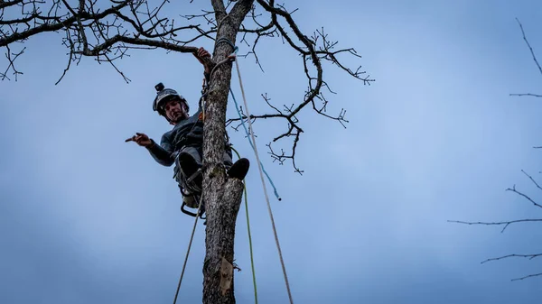 Pracovník Motorovou Pilou Helmou Visící Laně Kácející Strom — Stock fotografie