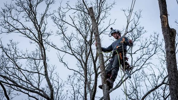 Worker Chainsaw Helmet Hanging Rope Cutting Tree — Stock Photo, Image