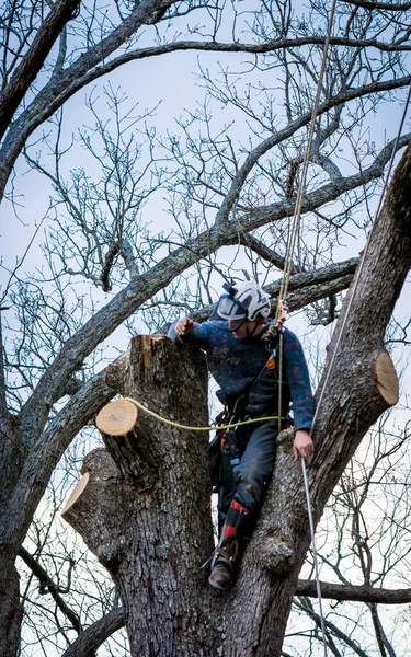 Arbeiter Mit Kettensäge Und Helm Hängt Seil Und Fällt Baum — Stockfoto