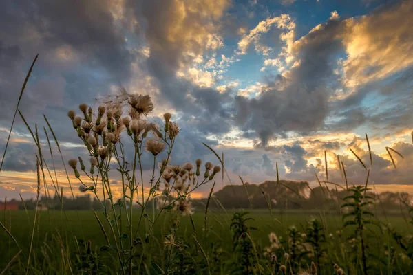 Distelplanten Het Veld Bij Zonsondergang Met Stormachtige Wolken Achtergrond Buiten — Stockfoto
