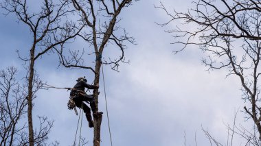 Elektrikli testere ve miğferi olan işçi ipe asılıp ağacı kesiyor.