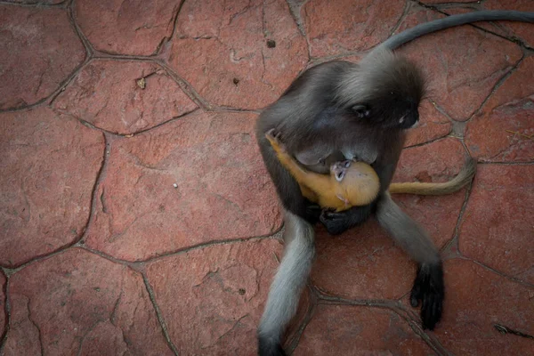 Madre Sosteniendo Naranja Bebé Oscuro Mono Mientras Está Sentado Acera — Foto de Stock