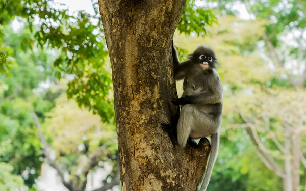 Mono Oscuro Sentado Árbol Mirando Izquierda Khao Lommuak Tailandia — Foto de Stock