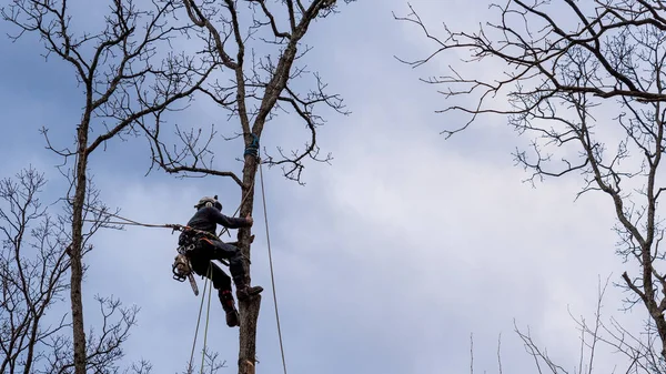 Pracownik Piłą Łańcuchową Kaskiem Zwisającym Liny Wycinającym Drzewo — Zdjęcie stockowe