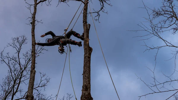 Travailleur Avec Tronçonneuse Casque Suspendu Corde Couper Arbre — Photo