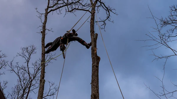 Працівник Бензопилою Шоломом Звисає Мотузки Вирубує Дерево — стокове фото