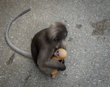 Annem Khoa Lommuak 'ta kucağında turuncu bebek esmer maymunla kaldırımda oturuyor.