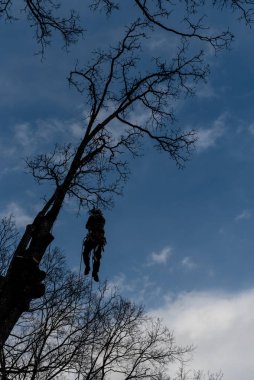 Elektrikli testere ve miğferi olan işçi ipe asılıp ağacı kesiyor.