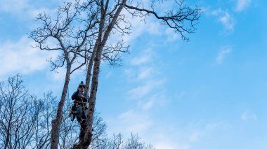 Elektrikli testere ve miğferi olan işçi ipe asılıp ağacı kesiyor.