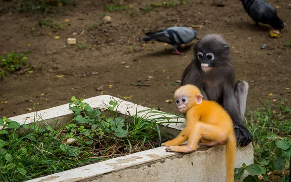 Moeder Oranje Baby Schemerige Aap Zittend Witte Muur Met Pidgeons — Stockfoto