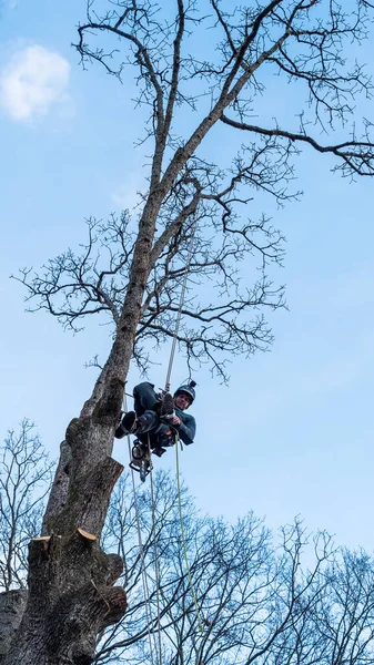 Trabalhador Com Motosserra Capacete Pendurado Corda Corte Árvore — Fotografia de Stock