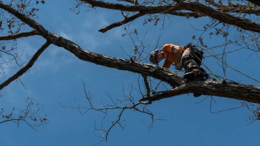 Turuncu gömlekli bir işçi ağaca tırmanıyor Kuzey Carolina 'da ölü dalları kesiyor.