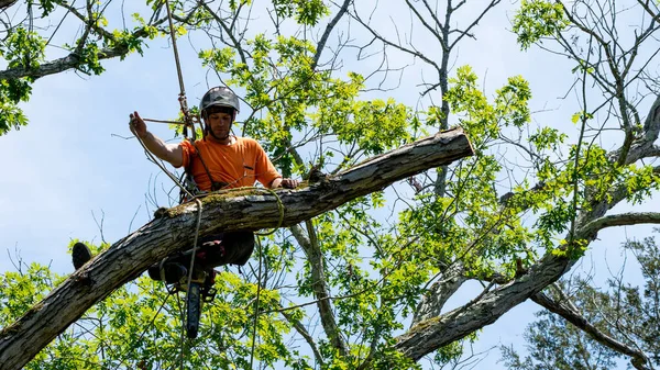 ノースカロライナ州で死んだ枝を切断木に登るオレンジのシャツの労働者 — ストック写真