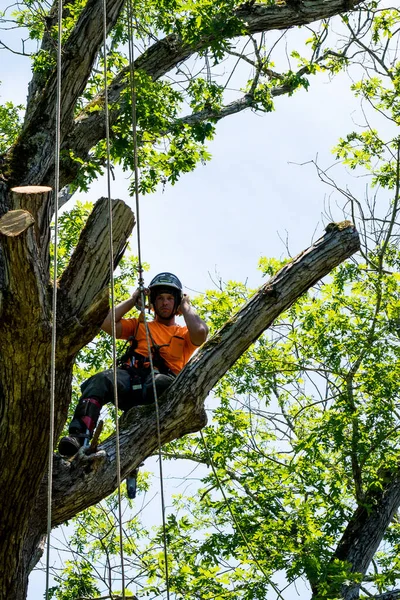 Trabalhador Camisa Laranja Escalando Árvore Cortando Ramos Mortos Carolina Norte — Fotografia de Stock