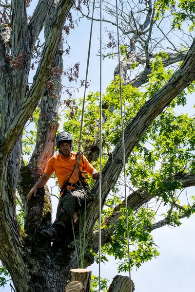Εργαζόμενος Πορτοκαλί Πουκάμισο Σκαρφαλώνει Δέντρο Κόβοντας Νεκρά Κλαδιά Στη Βόρεια — Φωτογραφία Αρχείου