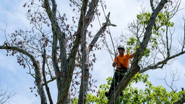 Worker Chainsaw Helmet Hanging Rope Cutting Tree Stock Photo by ©David@ globemerchant.com 367463374