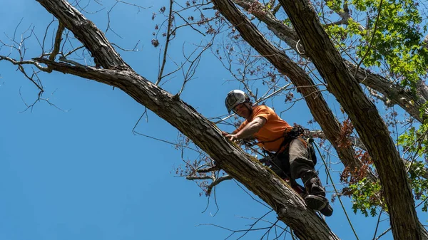 Arbetare Orange Skjorta Klättra Träd Skära Döda Grenar North Carolina — Stockfoto