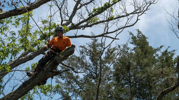 Arbetare Orange Skjorta Klättra Träd Skära Döda Grenar North Carolina — Stockfoto