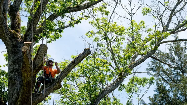 Dělník Oranžové Košili Lezoucí Stromě Odřezávající Odumřelé Větve Severní Karolíně Stock Obrázky