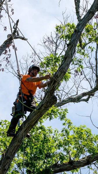 Pracownik Pomarańczowej Koszuli Wspinający Się Drzewo Odcinając Martwe Gałęzie Północnej Obrazek Stockowy
