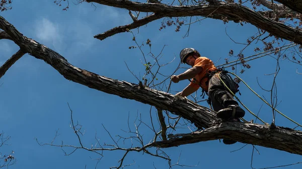 Pracownik Pomarańczowej Koszuli Wspinający Się Drzewo Odcinając Martwe Gałęzie Północnej Zdjęcie Stockowe