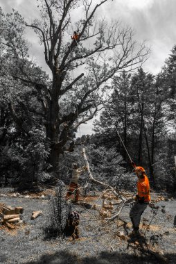 İşçi ağaçta dikilirken ağaçların altında turuncu gömlekli işçiler Kuzey Carolina 'da dalları kesiyor.