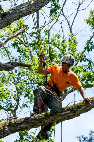 Trabalhador Camisa Laranja Parte Inferior Árvore Enquanto Trabalhador Está Árvore — Fotografia de Stock