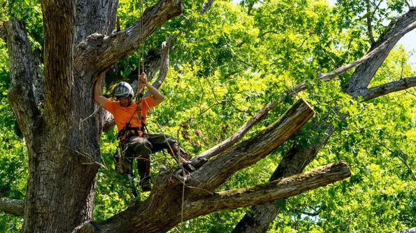 Worker Chainsaw Helmet Hanging Rope Cutting Tree — Stock Photo © David@ globemerchant.com #367463474