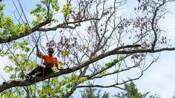 Arbetare Står Orange Skjorta Botten Trädet Medan Arbetstagaren Uppe Trädet — Stockfoto