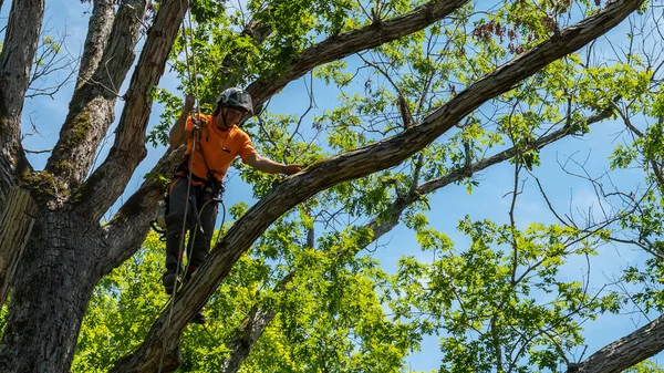 Pracownik Pomarańczowej Koszuli Wspinający Się Drzewo Odcinając Martwe Gałęzie Północnej Obrazy Stockowe bez tantiem