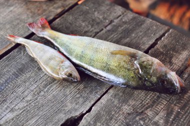 Taze yakaladı levrek