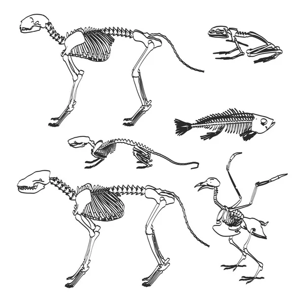2D ilustracja kreskówka szkieletów zwierząt — Zdjęcie stockowe