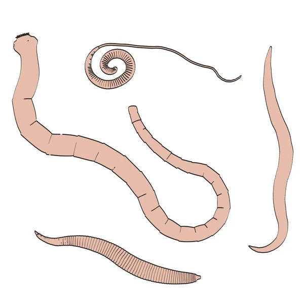 2d cartoon illustration of digestive parasites — Stock Photo, Image